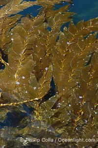 Kelp fronds grow upward from the reef below to reach the ocean surface and spread out to form a living canopy, Macrocystis pyrifera, San Clemente Island