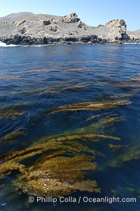 Kelp fronds grow upward from the reef below to reach the ocean surface and spread out to form a living canopy, Macrocystis pyrifera, San Clemente Island