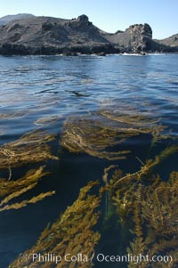 Kelp fronds grow upward from the reef below to reach the ocean surface and spread out to form a living canopy, Macrocystis pyrifera, San Clemente Island