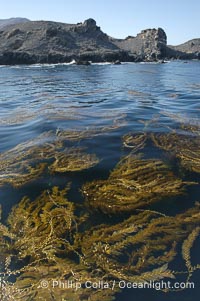 Kelp fronds grow upward from the reef below to reach the ocean surface and spread out to form a living canopy, Macrocystis pyrifera, San Clemente Island