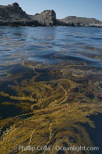 Kelp fronds grow upward from the reef below to reach the ocean surface and spread out to form a living canopy, Macrocystis pyrifera, San Clemente Island