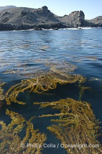 Kelp fronds grow upward from the reef below to reach the ocean surface and spread out to form a living canopy, Macrocystis pyrifera, San Clemente Island
