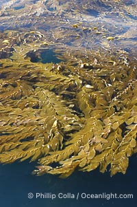 Kelp fronds grow upward from the reef below to reach the ocean surface and spread out to form a living canopy, Macrocystis pyrifera, San Clemente Island