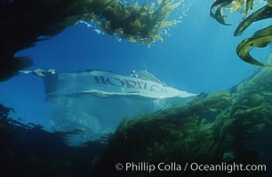 Boat Horizon at anchor in kelp forest, Macrocystis pyrifera, San Clemente Island