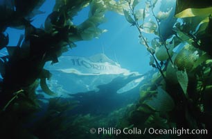 Boat Horizon at anchor in kelp forest, Macrocystis pyrifera, San Clemente Island