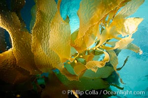 Kelp fronds, Macrocystis pyrifera, San Clemente Island