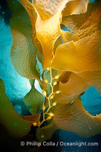 Kelp fronds, Macrocystis pyrifera, San Clemente Island
