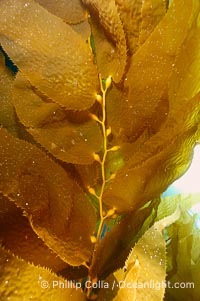 Kelp fronds, Macrocystis pyrifera, San Clemente Island