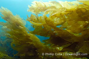 Kelp fronds, Macrocystis pyrifera, San Clemente Island