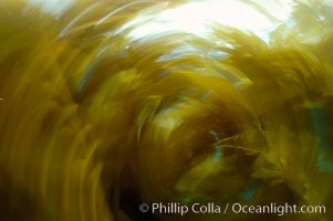 Kelp fronds appeared blurred in this time exposure as they are tossed back and forth by ocean waves and current.  San Clemente Island, Macrocystis pyrifera
