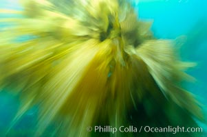 Kelp fronds appeared blurred in this time exposure as they are tossed back and forth by ocean waves and current.  San Clemente Island, Macrocystis pyrifera