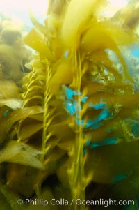 Kelp fronds appeared blurred in this time exposure as they are tossed back and forth by ocean waves and current.  San Clemente Island, Macrocystis pyrifera