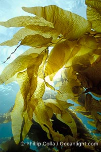 Kelp fronds, Macrocystis pyrifera, San Clemente Island