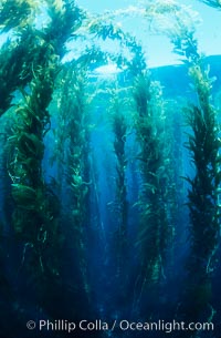 Kelp forest, Macrocystis pyrifera, San Clemente Island