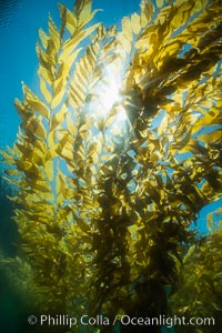 The Kelp Forest offshore of La Jolla, California. A kelp forest. Giant kelp grows rapidly, up to 2' per day, from the rocky reef on the ocean bottom to which it is anchored, toward the ocean surface where it spreads to form a thick canopy. Myriad species of fishes, mammals and invertebrates form a rich community in the kelp forest. Lush forests of kelp are found throughout California's Southern Channel Islands