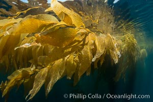 The Kelp Forest offshore of La Jolla, California. A kelp forest. Giant kelp grows rapidly, up to 2' per day, from the rocky reef on the ocean bottom to which it is anchored, toward the ocean surface where it spreads to form a thick canopy. Myriad species of fishes, mammals and invertebrates form a rich community in the kelp forest. Lush forests of kelp are found through California's Southern Channel Islands, Macrocystis pyrifera