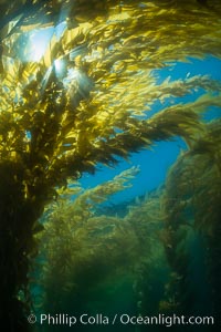 The Kelp Forest offshore of La Jolla, California. A kelp forest. Giant kelp grows rapidly, up to 2' per day, from the rocky reef on the ocean bottom to which it is anchored, toward the ocean surface where it spreads to form a thick canopy. Myriad species of fishes, mammals and invertebrates form a rich community in the kelp forest. Lush forests of kelp are found through California's Southern Channel Islands, Macrocystis pyrifera