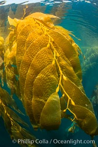 The Kelp Forest offshore of La Jolla, California. A kelp forest. Giant kelp grows rapidly, up to 2' per day, from the rocky reef on the ocean bottom to which it is anchored, toward the ocean surface where it spreads to form a thick canopy. Myriad species of fishes, mammals and invertebrates form a rich community in the kelp forest. Lush forests of kelp are found throughout California's Southern Channel Islands, Macrocystis pyrifera