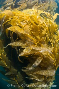 The Kelp Forest offshore of La Jolla, California. A kelp forest. Giant kelp grows rapidly, up to 2' per day, from the rocky reef on the ocean bottom to which it is anchored, toward the ocean surface where it spreads to form a thick canopy. Myriad species of fishes, mammals and invertebrates form a rich community in the kelp forest. Lush forests of kelp are found through California's Southern Channel Islands, Macrocystis pyrifera