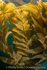 The Kelp Forest offshore of La Jolla, California. A kelp forest. Giant kelp grows rapidly, up to 2' per day, from the rocky reef on the ocean bottom to which it is anchored, toward the ocean surface where it spreads to form a thick canopy. Myriad species of fishes, mammals and invertebrates form a rich community in the kelp forest. Lush forests of kelp are found through California's Southern Channel Islands, Macrocystis pyrifera