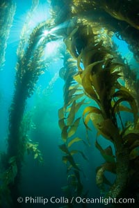 The Kelp Forest offshore of La Jolla, California. A kelp forest. Giant kelp grows rapidly, up to 2' per day, from the rocky reef on the ocean bottom to which it is anchored, toward the ocean surface where it spreads to form a thick canopy. Myriad species of fishes, mammals and invertebrates form a rich community in the kelp forest. Lush forests of kelp are found through California's Southern Channel Islands, Macrocystis pyrifera
