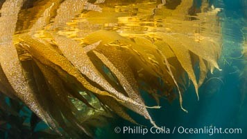 The Kelp Forest offshore of La Jolla, California. A kelp forest. Giant kelp grows rapidly, up to 2' per day, from the rocky reef on the ocean bottom to which it is anchored, toward the ocean surface where it spreads to form a thick canopy. Myriad species of fishes, mammals and invertebrates form a rich community in the kelp forest. Lush forests of kelp are found through California's Southern Channel Islands, Macrocystis pyrifera