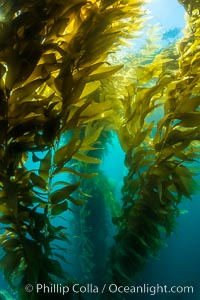 The Kelp Forest offshore of La Jolla, California. A kelp forest. Giant kelp grows rapidly, up to 2' per day, from the rocky reef on the ocean bottom to which it is anchored, toward the ocean surface where it spreads to form a thick canopy. Myriad species of fishes, mammals and invertebrates form a rich community in the kelp forest. Lush forests of kelp are found through California's Southern Channel Islands, Macrocystis pyrifera