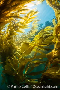 The Kelp Forest offshore of La Jolla, California. A kelp forest. Giant kelp grows rapidly, up to 2' per day, from the rocky reef on the ocean bottom to which it is anchored, toward the ocean surface where it spreads to form a thick canopy. Myriad species of fishes, mammals and invertebrates form a rich community in the kelp forest. Lush forests of kelp are found throughout California's Southern Channel Islands