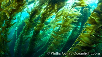 The Kelp Forest of San Clemente Island, California. A kelp forest. Giant kelp grows rapidly, up to 2' per day, from the rocky reef on the ocean bottom to which it is anchored, toward the ocean surface where it spreads to form a thick canopy. Myriad species of fishes, mammals and invertebrates form a rich community in the kelp forest. Lush forests of kelp are found throughout California's Southern Channel Islands, Macrocystis pyrifera