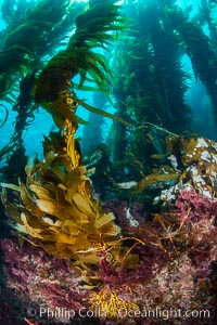 The Kelp Forest of San Clemente Island, California. A kelp forest. Giant kelp grows rapidly, up to 2' per day, from the rocky reef on the ocean bottom to which it is anchored, toward the ocean surface where it spreads to form a thick canopy. Myriad species of fishes, mammals and invertebrates form a rich community in the kelp forest. Lush forests of kelp are found throughout California's Southern Channel Islands, Macrocystis pyrifera