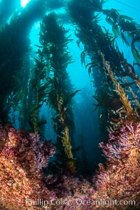 The Kelp Forest of San Clemente Island, California. A kelp forest. Giant kelp grows rapidly, up to 2' per day, from the rocky reef on the ocean bottom to which it is anchored, toward the ocean surface where it spreads to form a thick canopy. Myriad species of fishes, mammals and invertebrates form a rich community in the kelp forest. Lush forests of kelp are found throughout California's Southern Channel Islands, Macrocystis pyrifera