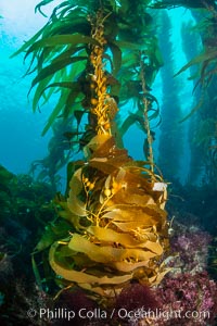 The Kelp Forest of San Clemente Island, California. A kelp forest. Giant kelp grows rapidly, up to 2' per day, from the rocky reef on the ocean bottom to which it is anchored, toward the ocean surface where it spreads to form a thick canopy. Myriad species of fishes, mammals and invertebrates form a rich community in the kelp forest. Lush forests of kelp are found throughout California's Southern Channel Islands, Macrocystis pyrifera