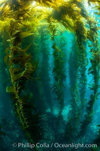 The Kelp Forest of San Clemente Island, California. A kelp forest. Giant kelp grows rapidly, up to 2' per day, from the rocky reef on the ocean bottom to which it is anchored, toward the ocean surface where it spreads to form a thick canopy. Myriad species of fishes, mammals and invertebrates form a rich community in the kelp forest. Lush forests of kelp are found throughout California's Southern Channel Islands, Macrocystis pyrifera