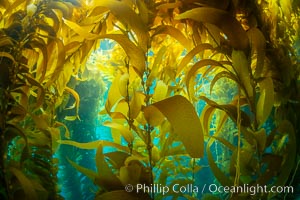 The Kelp Forest of San Clemente Island, California. A kelp forest. Giant kelp grows rapidly, up to 2' per day, from the rocky reef on the ocean bottom to which it is anchored, toward the ocean surface where it spreads to form a thick canopy. Myriad species of fishes, mammals and invertebrates form a rich community in the kelp forest. Lush forests of kelp are found throughout California's Southern Channel Islands, Macrocystis pyrifera