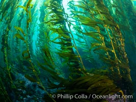 Kelp Forest, Santa Barbara Island