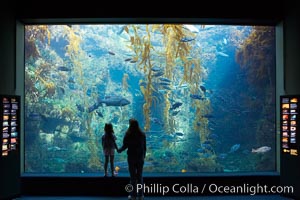 Visitors admire the enormous kelp forest tank in the Stephen Birch Aquarium at the Scripps Institution of Oceanography.  The 70000 gallon tank is home to black seabass, broomtail grouper, garibaldi, moray eels and leopard sharks, La Jolla, California