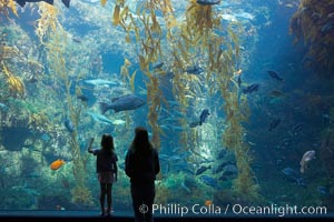 Visitors admire the enormous kelp forest tank in the Stephen Birch Aquarium at the Scripps Institution of Oceanography.  The 70000 gallon tank is home to black seabass, broomtail grouper, garibaldi, moray eels and leopard sharks, La Jolla, California