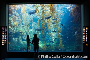 Visitors admire the enormous kelp forest tank in the Stephen Birch Aquarium at the Scripps Institution of Oceanography.  The 70000 gallon tank is home to black seabass, broomtail grouper, garibaldi, moray eels and leopard sharks, La Jolla, California