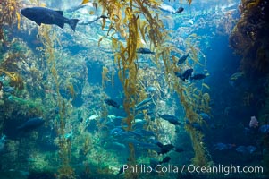 The kelp forest tank in the Stephen Birch Aquarium at the Scripps Institution of Oceanography.  The 70000 gallon tank is home to black seabass, broomtail grouper, garibaldi, moray eels and leopard sharks, La Jolla, California