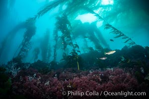 Kelp forest near Eagle Rock, West End, Catalina Island.