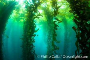 Kelp forest near Eagle Rock, West End, Catalina Island