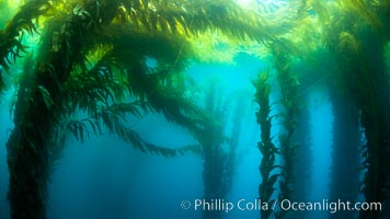 Kelp forest near Eagle Rock, West End, Catalina Island