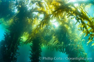 Kelp forest near Eagle Rock, West End, Catalina Island