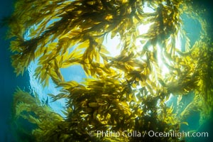 Kelp forest near Eagle Rock, West End, Catalina Island