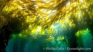 Kelp forest near Eagle Rock, West End, Catalina Island