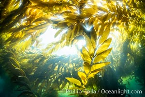 Kelp forest near Eagle Rock, West End, Catalina Island