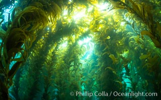 Kelp forest at West End, Catalina Island