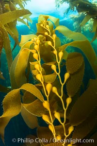 Kelp fronds and pneumatocysts. Pneumatocysts, gas-filled bladders, float the kelp plant off the ocean bottom toward the surface and sunlight, where the leaf-like blades and stipes of the kelp plant grow fastest. Giant kelp can grow up to 2' in a single day given optimal conditions. Epic submarine forests of kelp grow throughout California's Southern Channel Islands, Catalina Island