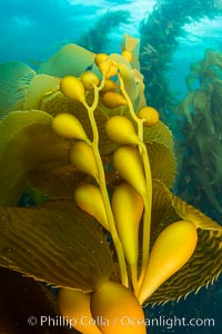 Kelp fronds and pneumatocysts. Pneumatocysts, gas-filled bladders, float the kelp plant off the ocean bottom toward the surface and sunlight, where the leaf-like blades and stipes of the kelp plant grow fastest. Giant kelp can grow up to 2' in a single day given optimal conditions. Epic submarine forests of kelp grow throughout California's Southern Channel Islands, Catalina Island