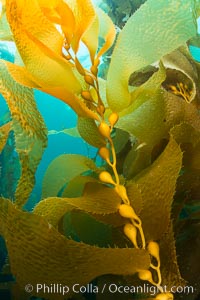 Kelp fronds and pneumatocysts. Pneumatocysts, gas-filled bladders, float the kelp plant off the ocean bottom toward the surface and sunlight, where the leaf-like blades and stipes of the kelp plant grow fastest. Giant kelp can grow up to 2' in a single day given optimal conditions. Epic submarine forests of kelp grow throughout California's Southern Channel Islands, Catalina Island